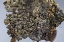 1442 Lobaria adusta-Parmelia saxatilis unsicher